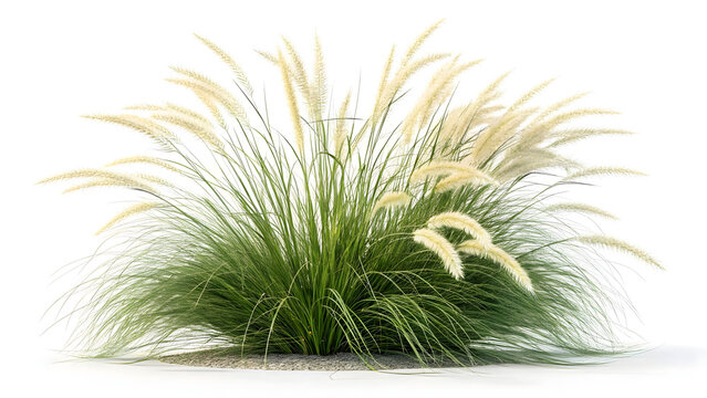 Macro closeup of a single dandelion seed head and green grass isolated on a white background for spring or summer nature plant growth in a meadow