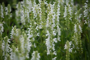 White Salvia nemorosa flowers blooming in summer garden