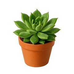 Small Indoor Potted Succulent Plant Isolated on a Pure White Background