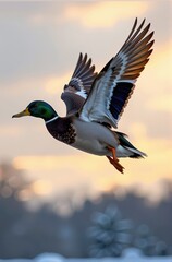 Obraz premium Mallard duck in flight against a wintry sky, wings outstretched, feathers ruffled by the cold wind, landscape, flying, wildlife photography