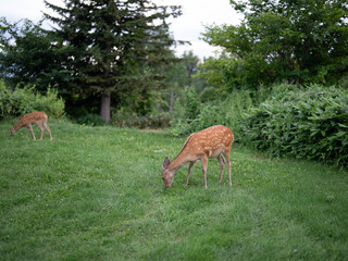 野生の鹿　動物
