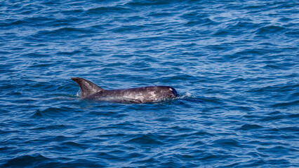 Obraz premium Risso's dolphin
