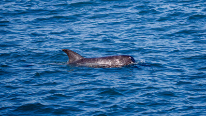 Fototapeta premium Risso's dolphin