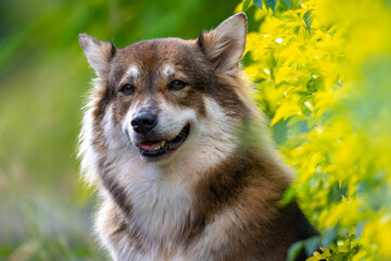 Portrait of a fluffy brown and white dog sitting outdoors near green and yellow leaves, looking at the camera with a relaxed expression.