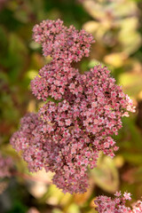 Sedum stonecrop flowers