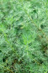 Artemisia abrotanum, the southernwood, lad's love, or southern wormwood
