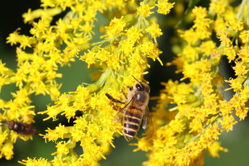 セイタカアワダチソウを訪れるミツバチのクローズアップ