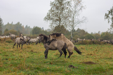 Fototapeta premium Polish Konik Horses Mating in Autumn Pasture with Herd in Background