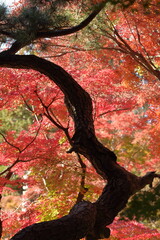 日本の伝統的な庭園の松と紅葉 / Pine trees and autumn foliage in a traditional Japanese garden