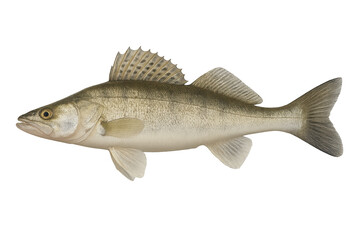 Fototapeta premium Realistic side view of large, silvery fish with high dorsal fin and forked tail