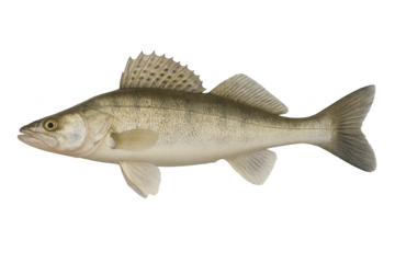 Realistic side view of large, silvery fish with high dorsal fin and forked tail