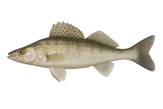 Realistic side view of large, silvery fish with high dorsal fin and forked tail
