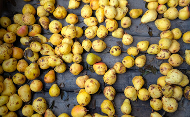 Freshly harvested pears in a wooden crate. Harvest concept. Poires dans une caisse