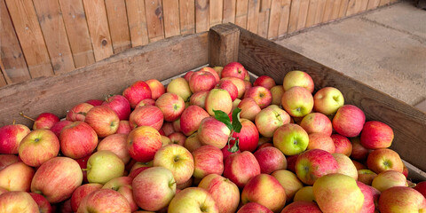 Close up of Freshly harvested Gala apples in a rustic wooden crate. Harvest concept. Pommes