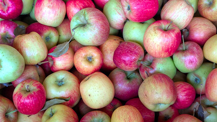 Close up of Freshly harvested Gala apples in a crate. Harvest concept. Pommes 