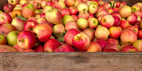 Close up of Freshly harvested Gala apples in a rustic wooden crate on the farm. Harvest concept. Pommes