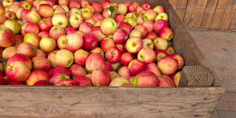 Close up of Freshly harvested Gala apples in a rustic wooden crate. Harvest concept. Pommes