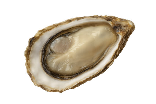 Opened oyster on rugged shell with glossy beige meat and pearly interior against transparent background