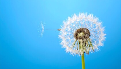 Naklejka premium A close-up shot of a fluffy dandelion seed head against a vibrant blue background with one seed floating away