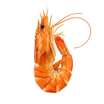 Drunken shrimp Chinese live shrimp delicacy