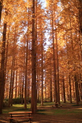 Fototapeta premium 日本の公園、紅葉するメタセコイアの森と光の風景 3 / Sunlit autumn metasequoia forest in a Japanese park 3