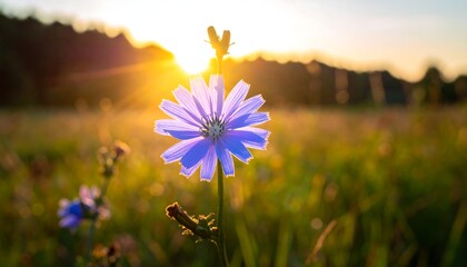 A close-up shot of a single, delicate purple flower with a radiating center, bathed in golden sunlight at sunset