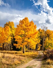 Naklejka premium Autumn scene with vibrant yellow trees lining a dirt road beneath a blue sky