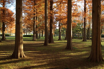 Fototapeta premium 日本の公園、紅葉するメタセコイアの森と光の風景 1 / Sunlit autumn metasequoia forest in a Japanese park 1
