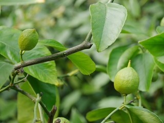 Zitronenbaum mit Frucht