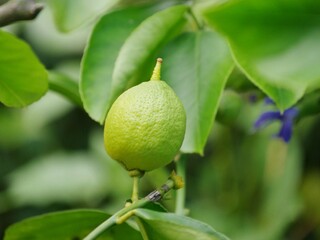 Zitronenbaum mit Frucht
