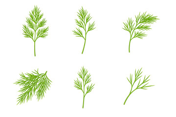 Fototapeta premium Fresh dill sprigs arranged in two rows of three, bright green feathery leaves on transparent background