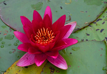Water Lily a popular aquatic plant in Flower
