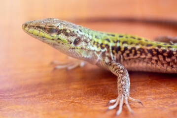 Closeup di lucertola campestre in casa con occhi chiusi