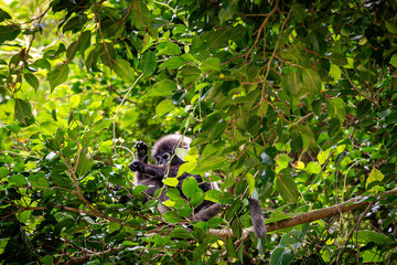 A child of dusky leaf monkey striking a pose like the Kamehameha from manga Dragon Ball