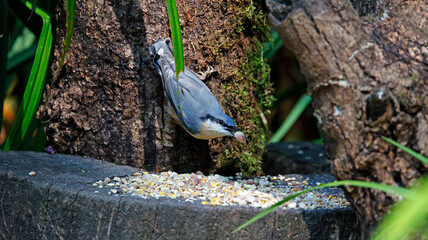 Nuthatch feeding in the woods