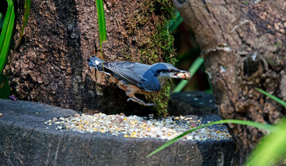Nuthatch feeding in the woods