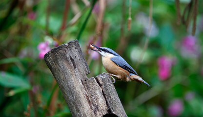 Nuthatch feeding in the woods