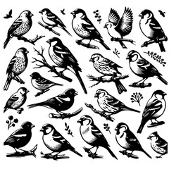 Obraz premium Collection of detailed black and white bird illustrations in various poses and perched on branches design