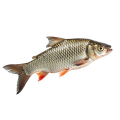 Obraz premium Bengali katla kalia spicy fish curry with mustard