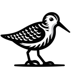 Illustration of a black and white shorebird with detailed feather patterns and a long beak profile view