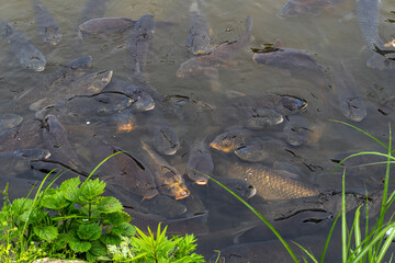 A group of dark koi fish swimming closely together near the water surface with green plants on the edge