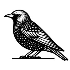 Illustration of a starling bird with detailed patterns and textures in black and white color scheme view