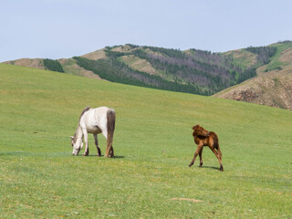 Mongolian Horses