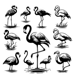 A collection of flamingo illustrations in various poses and sizes in black and white drawing style