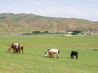 Mongolian Horses