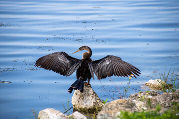 Anhinga (American Darter) close-up at Lake Dora, Florida