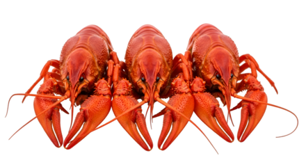 Three Red Crawfish Side by Side on Black Background