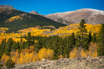 Beautiful fall foliage scenery. Yellow aspens tree grove and green pine forest on the mountain on sunny day. Autumn landscape in Colorado, United States