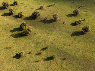 Serene pastures and unique, beautiful trees under a sunny sky on Krćedinska Ada island near Beška, Serbia. A peaceful natural landscape along the Danube River.