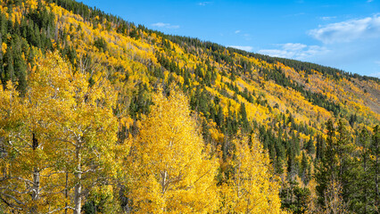 Fall foliage scenery of yellow aspen trees and green pine forest on the hill at Rocky Mountain National Park. Beautiful autumn landscape in Colorado, USA.